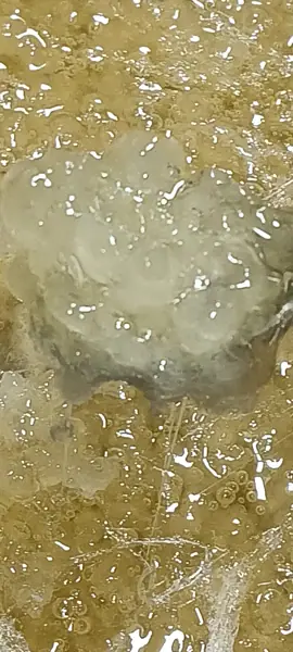 Close-up of cannabis concentrate texture